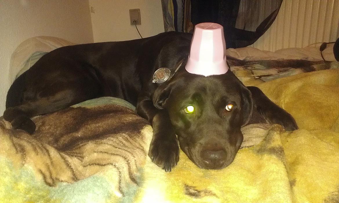 Labrador retriever Fümeé billede 6