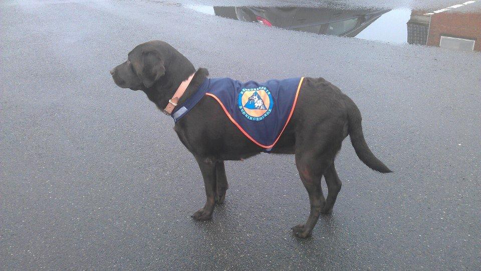 Labrador retriever Fümeé - Klar til juleoptog :D billede 12