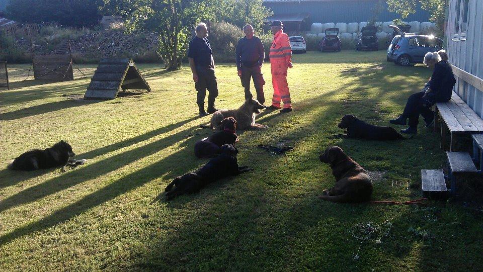 Labrador retriever Fümeé - efter en lang dag's træning :D  billede 13
