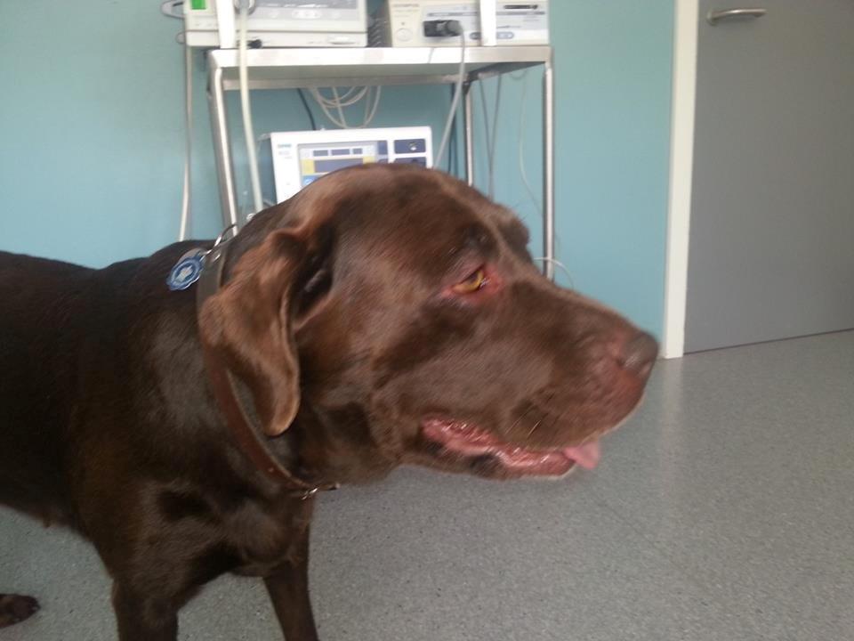 Labrador retriever Fümeé - Fümeé hos dogter dyr  billede 14