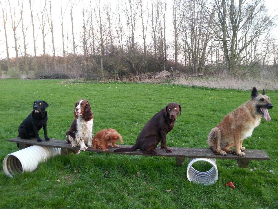 Labrador retriever Fümeé - Daglig trænign i beredskabet  billede 15