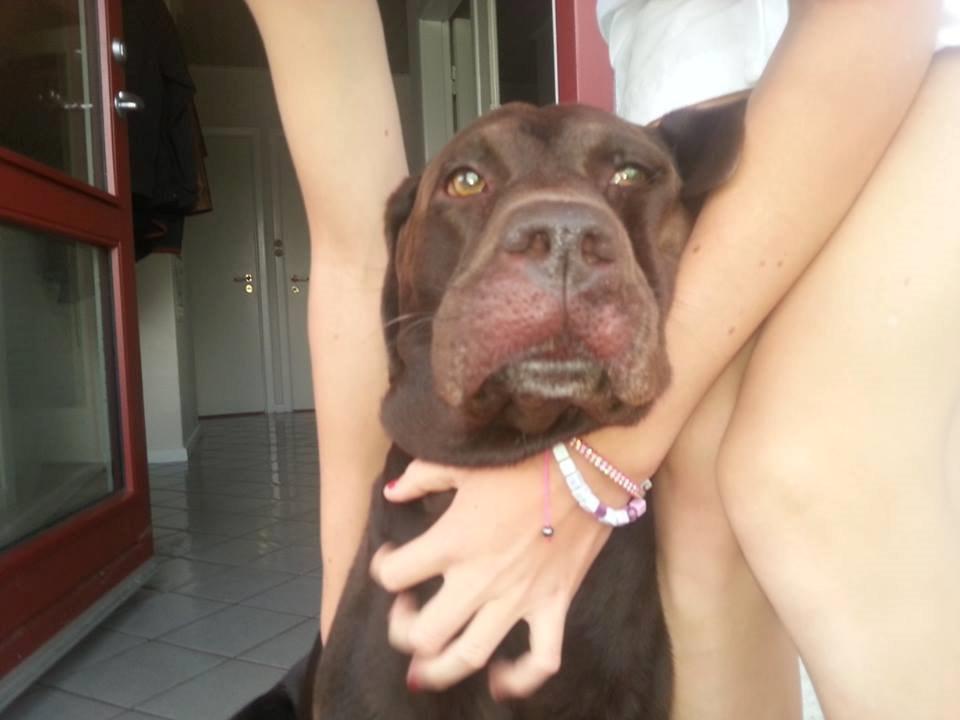 Labrador retriever Fümeé - Sådan ser man ud når man bliver stukket billede 16