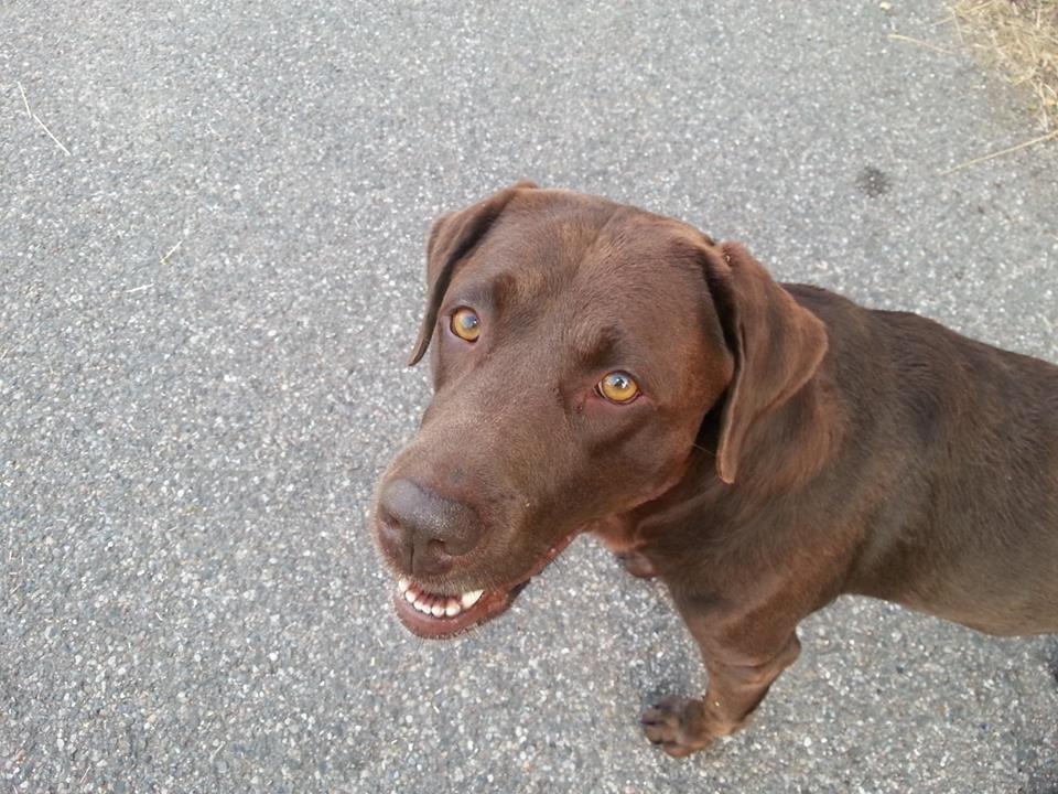 Labrador retriever Fümeé billede 17