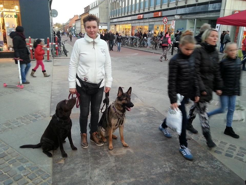 Labrador retriever Fümeé billede 18