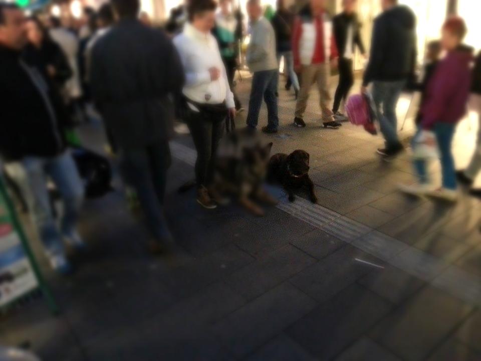 Labrador retriever Fümeé billede 8