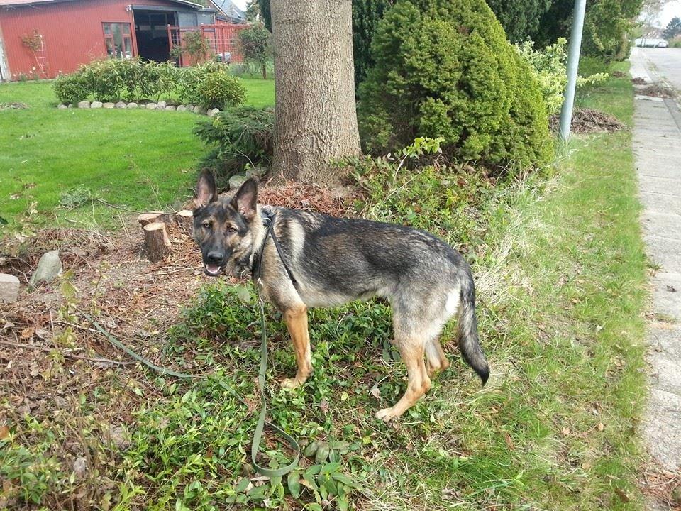 Schæferhund Casey - Med mor i haven for at arbejde billede 1