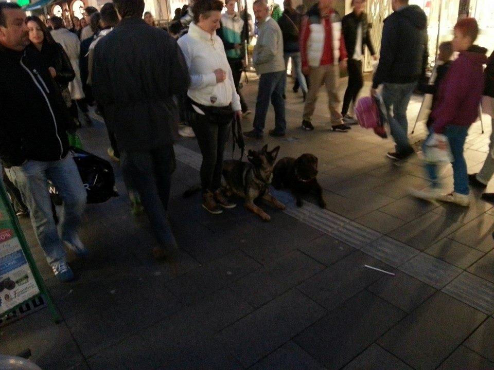 Schæferhund Casey - lydigheds træning i Nyk F gågade  billede 3
