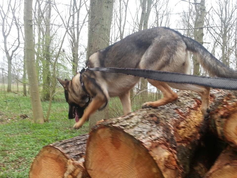 Schæferhund Casey billede 8