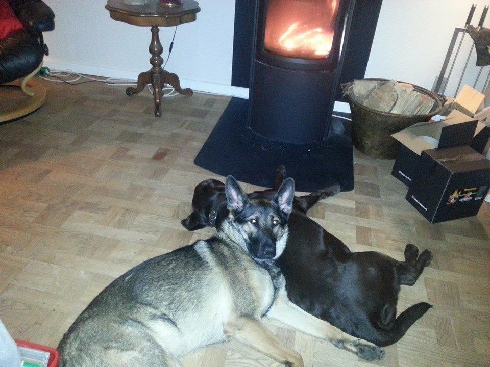 Schæferhund Casey - vinterhygge foran brandeovnen  billede 4