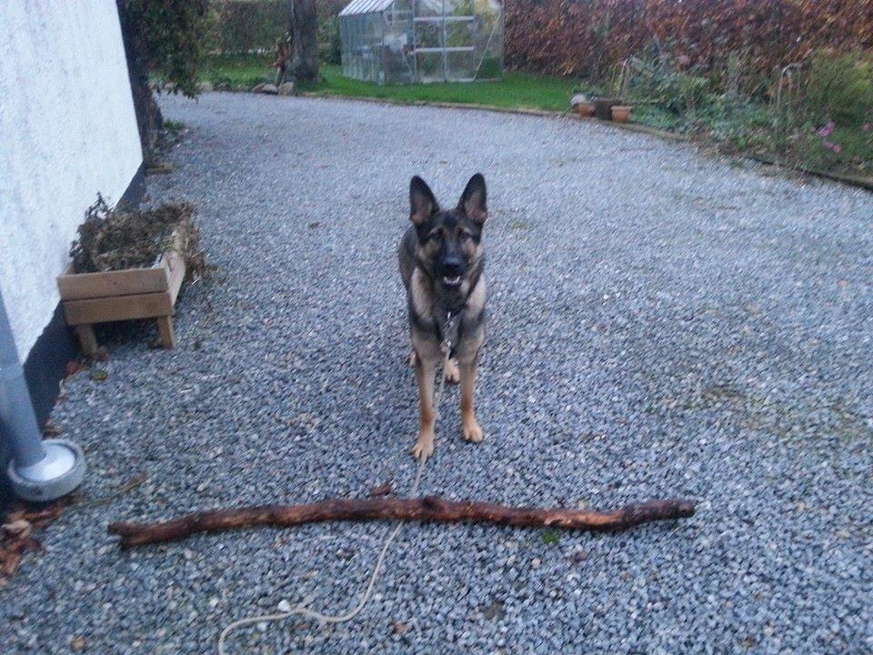Schæferhund Casey - Når man har været i skoven og finder en LILLE gren  billede 7