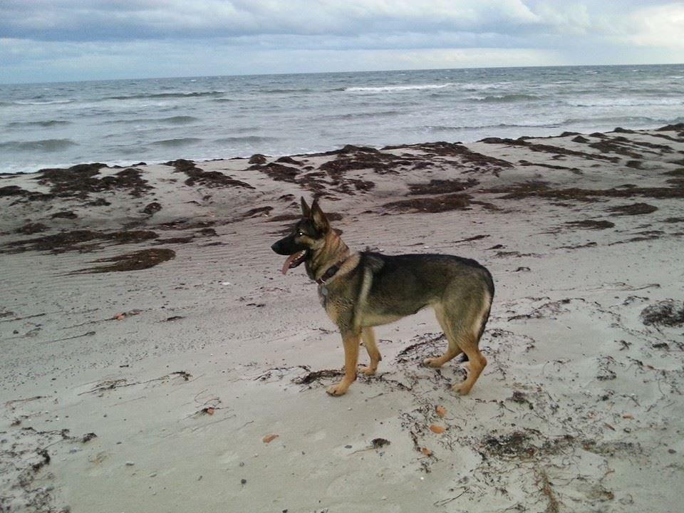 Schæferhund Casey - Stranden :D  billede 10
