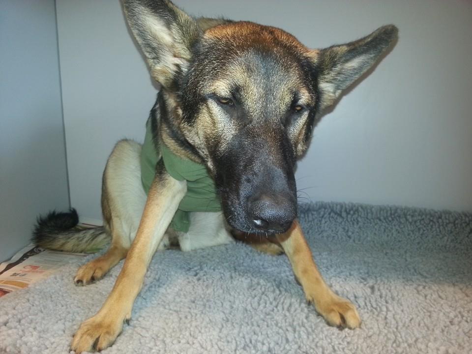 Schæferhund Casey - er i gang med at vågne op efter en lang opration i maven  billede 12