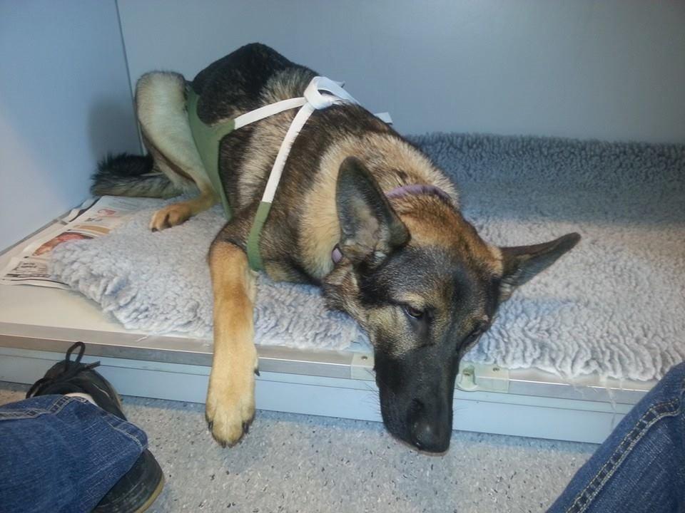 Schæferhund Casey - hader navlebrok. se nu ligger jeg er og er i gang med at vågne  billede 13