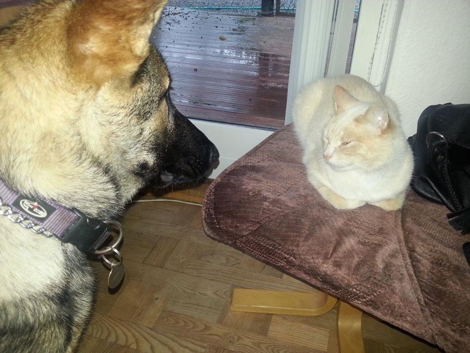 Schæferhund Casey - min bedste ven Pjævs :D  billede 14