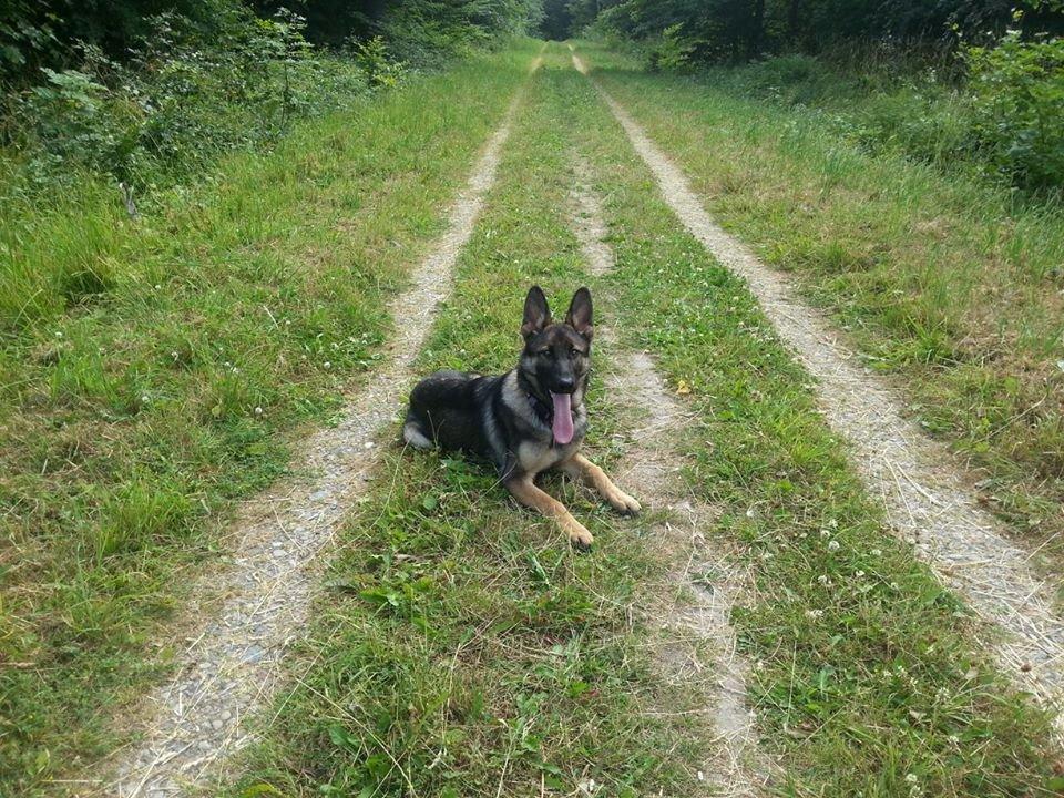 Schæferhund Casey - lydighedstræning billede 9