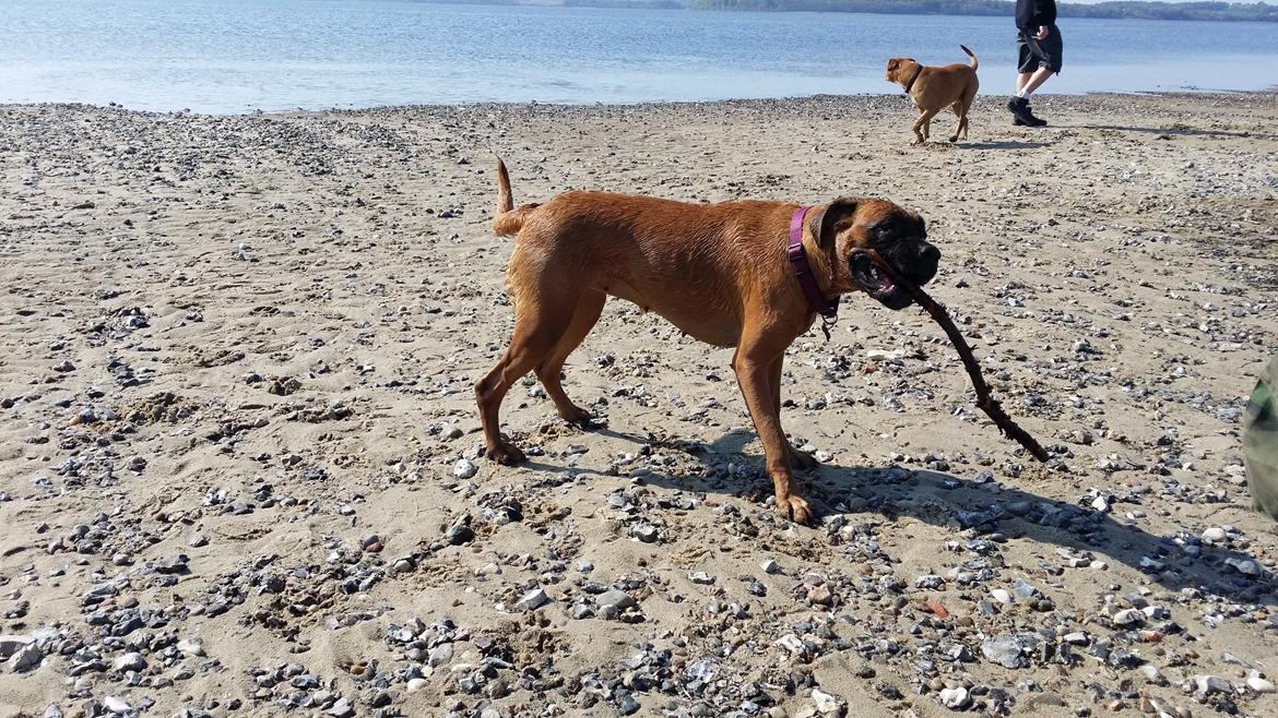 Blanding af racer Emma (hvil i fred <3) billede 35