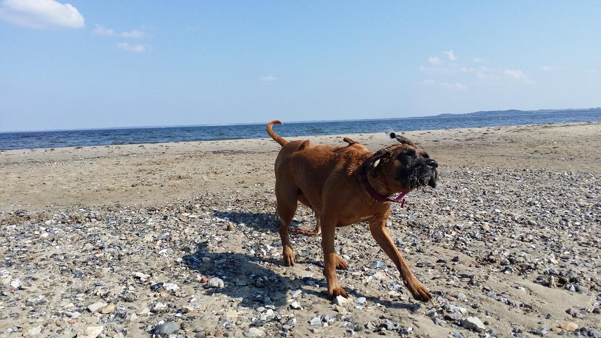 Blanding af racer Emma (hvil i fred <3) billede 2