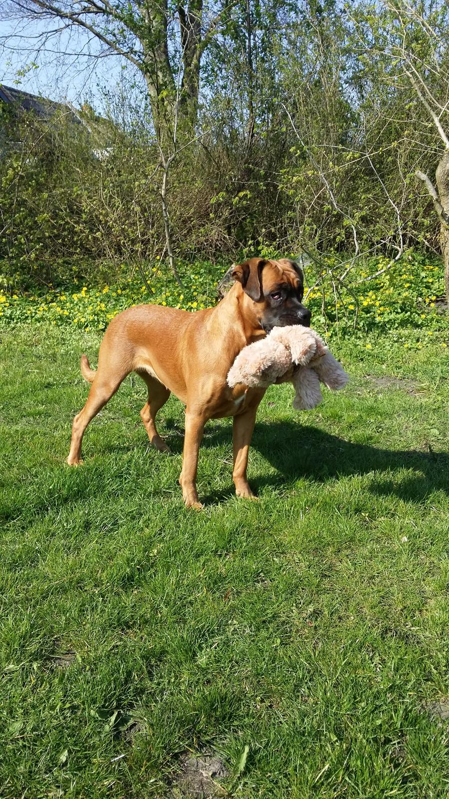 Blanding af racer Emma (hvil i fred <3) billede 3