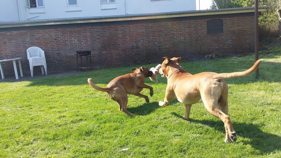 Blanding af racer Emma (hvil i fred <3) billede 4