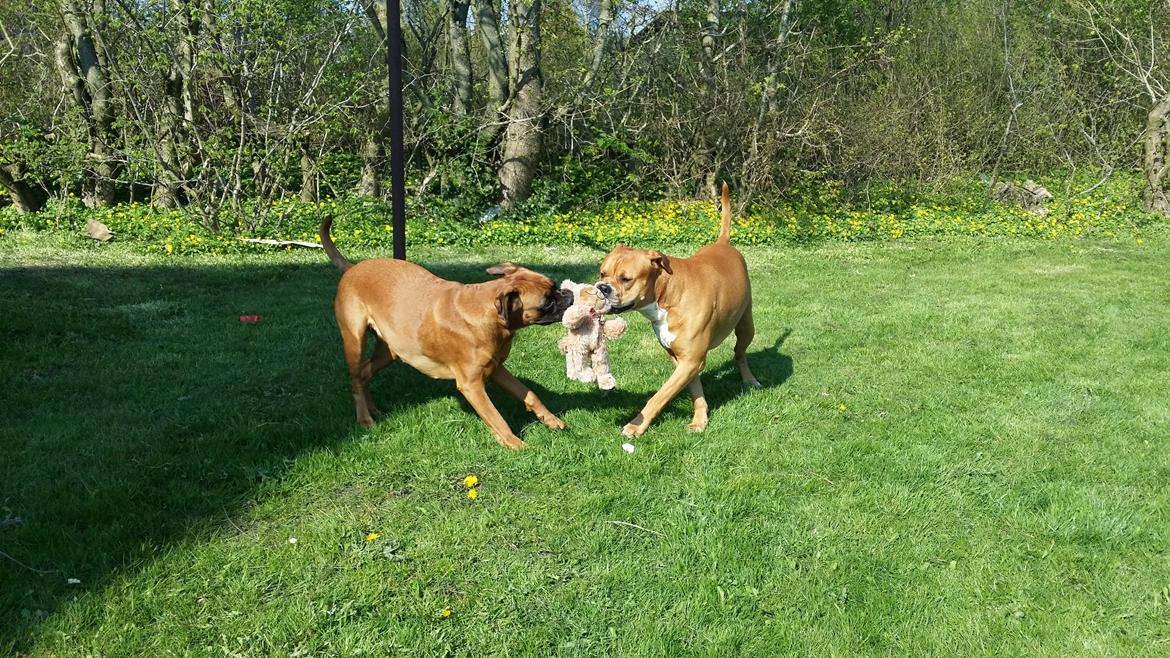 Blanding af racer Emma (hvil i fred <3) billede 5