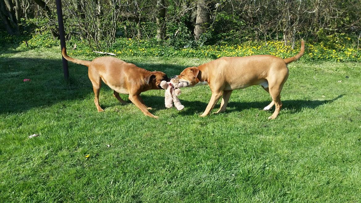 Blanding af racer Emma (hvil i fred <3) billede 8