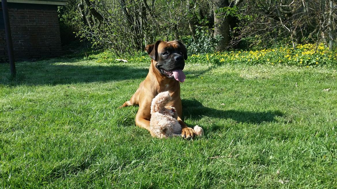 Blanding af racer Emma (hvil i fred <3) billede 9