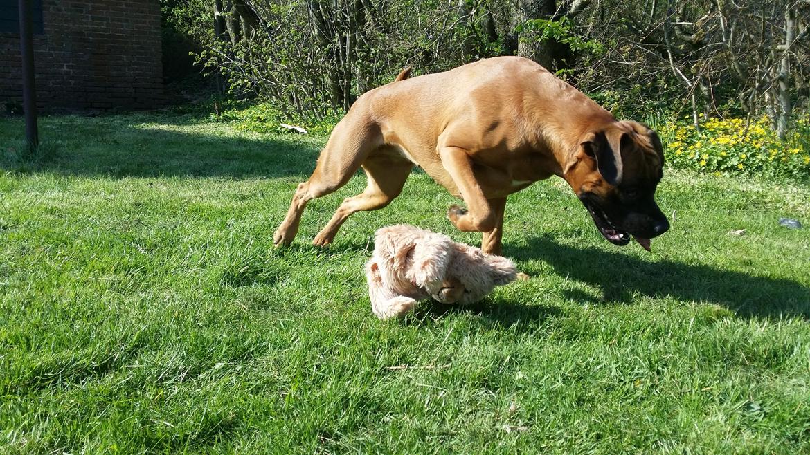 Blanding af racer Emma (hvil i fred <3) billede 6