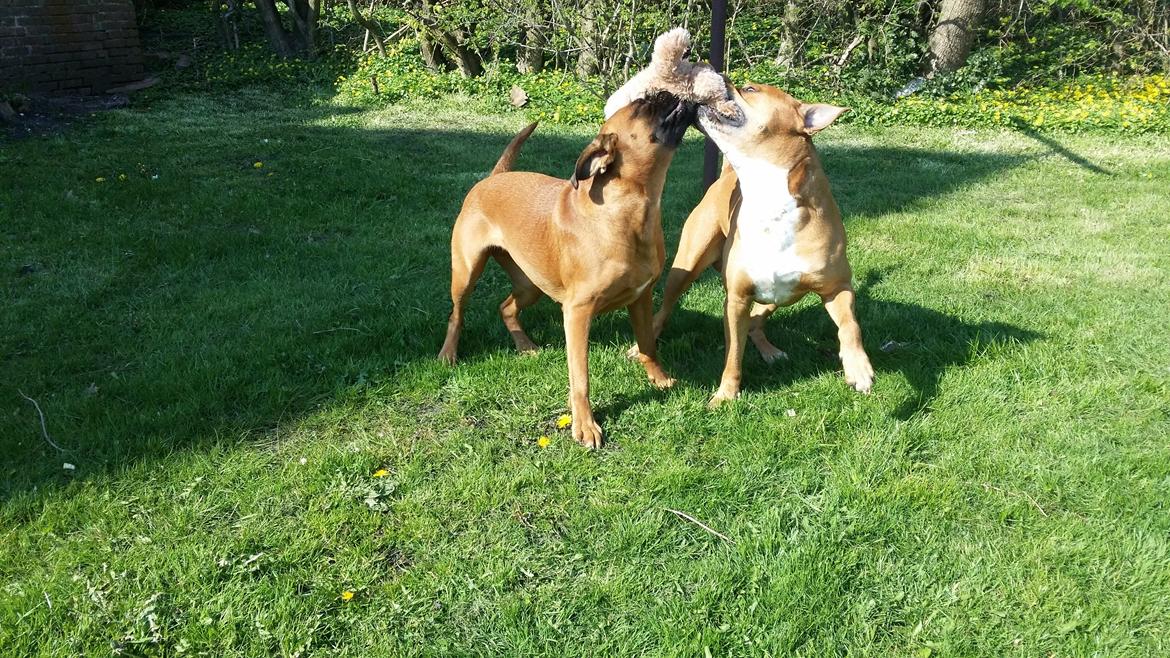 Blanding af racer Emma (hvil i fred <3) billede 7