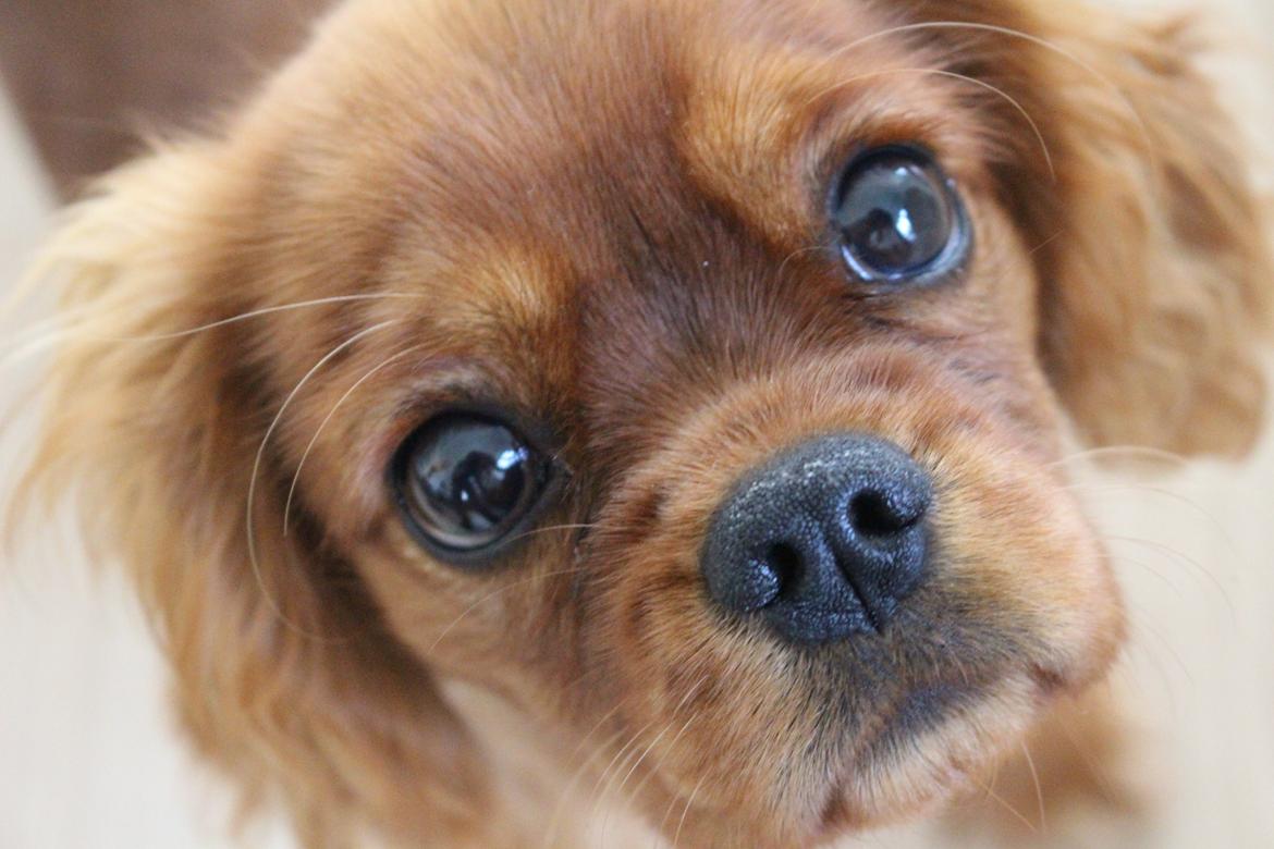 Cavalier king charles spaniel Canidan's Dare me (Maia) - Maise 5 måneder billede 13