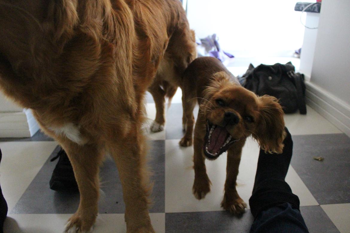 Cavalier king charles spaniel Canidan's Dare me (Maia) - harj!!! Maia 5 måneder billede 20