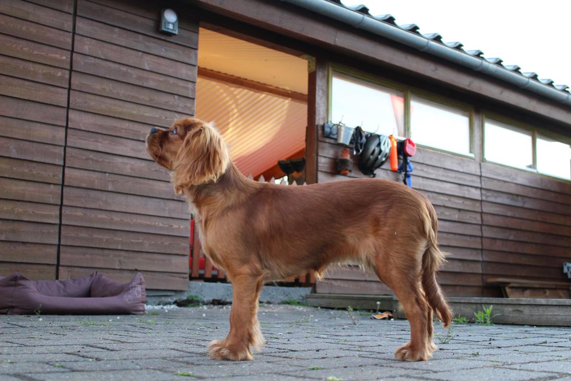 Cavalier king charles spaniel Canidan's Dare me (Maia) - Smukke 5 måneder billede 21