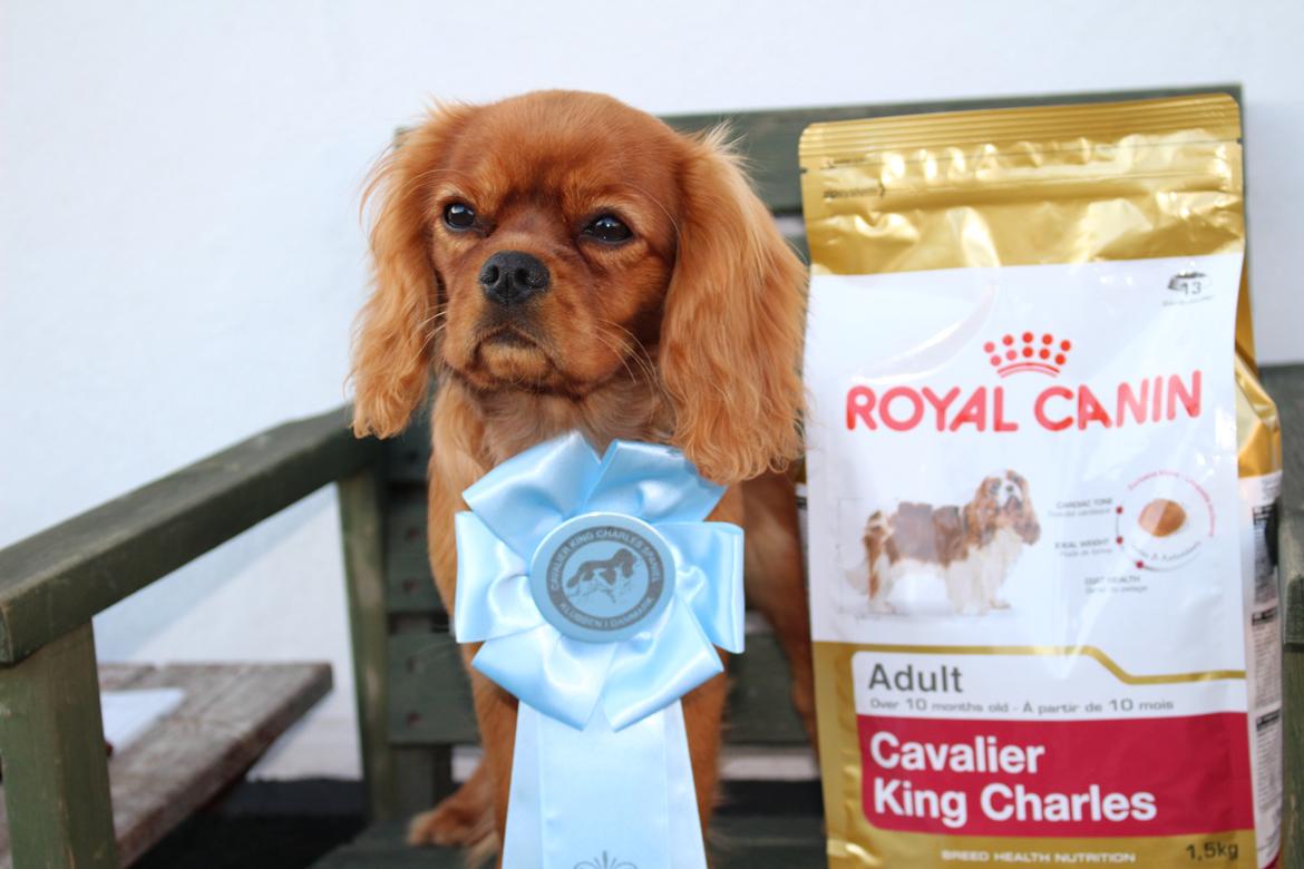 Cavalier king charles spaniel Canidan's Dare me (Maia) - første rosette 5 måneder billede 22