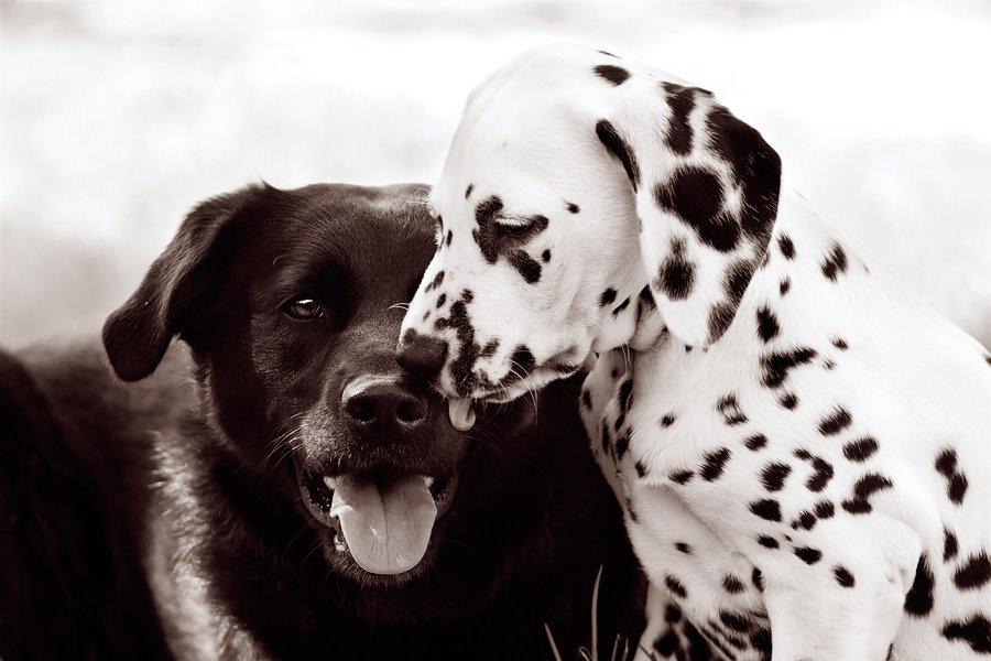 Blanding af racer Keiko billede 11