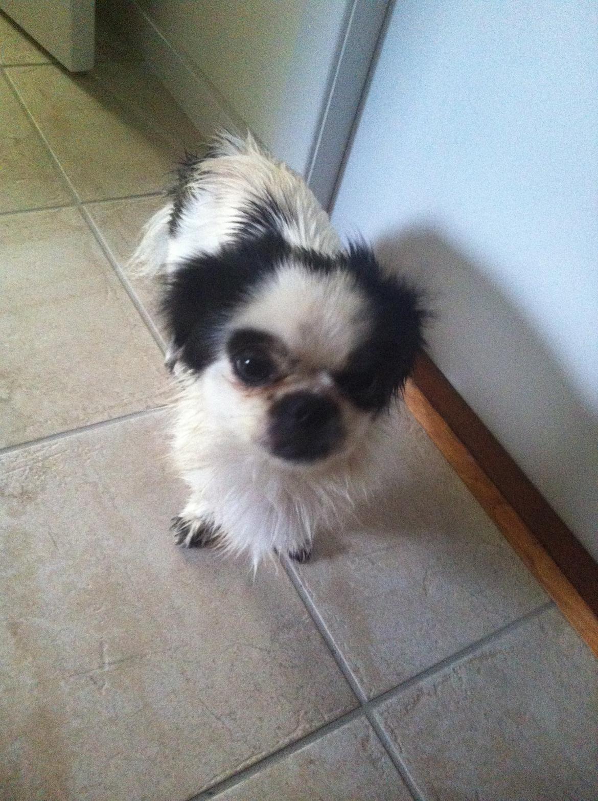 Japanese Bella billede 2