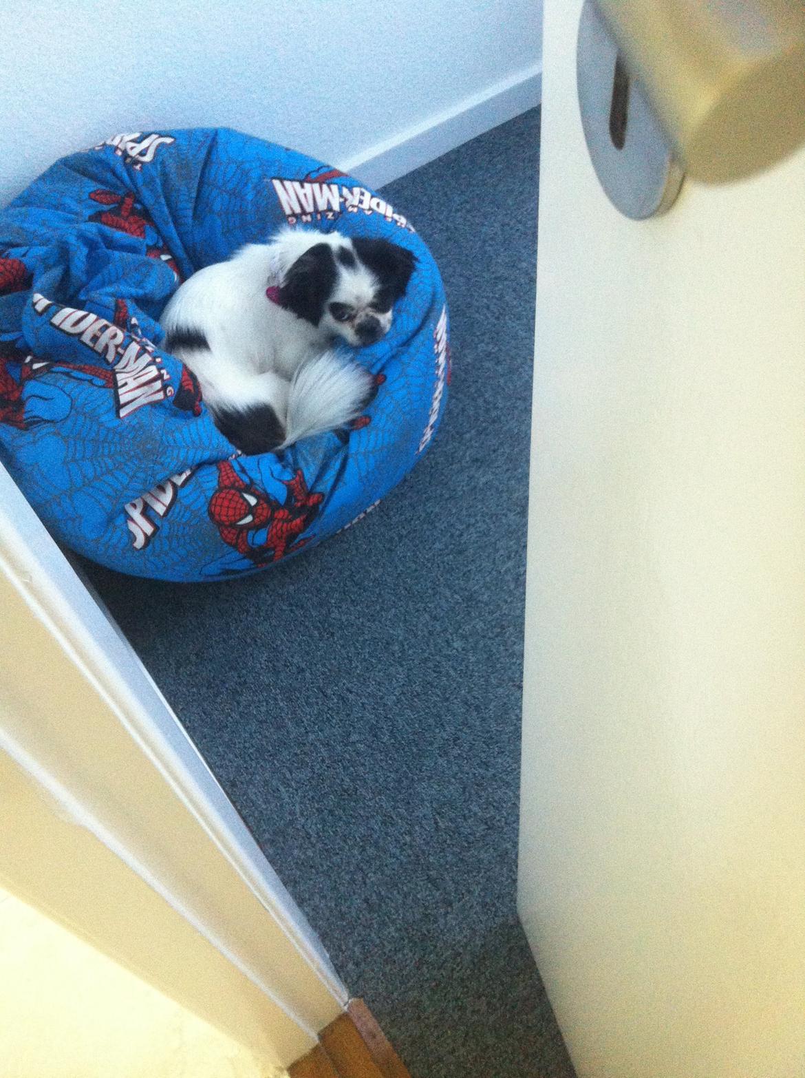 Japanese Bella billede 1