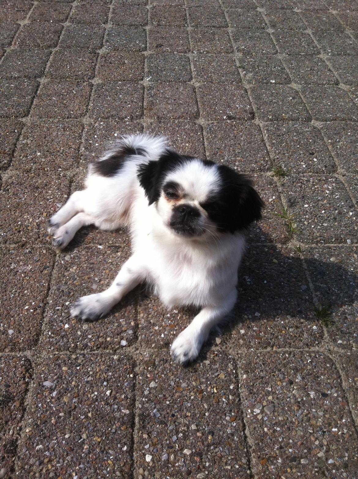 Japanese Bella billede 4