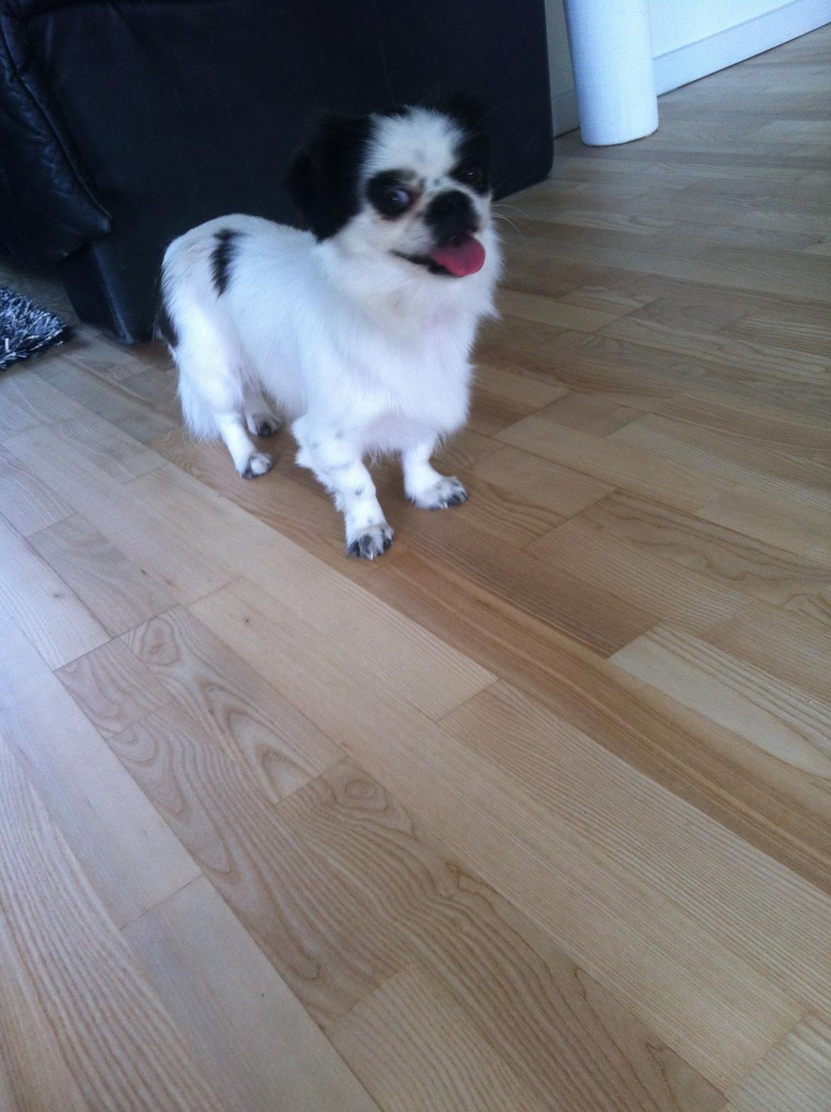 Japanese Bella billede 5