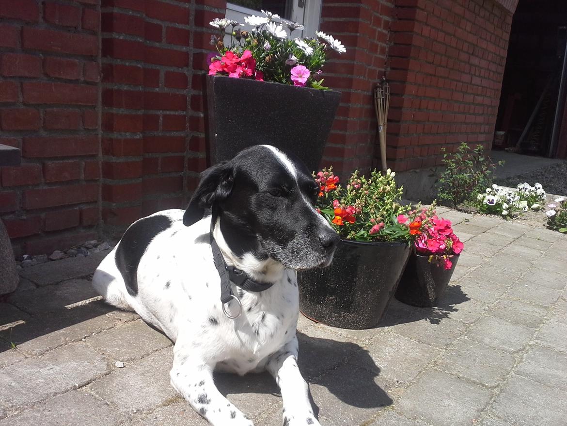 Blanding af racer Freja billede 1