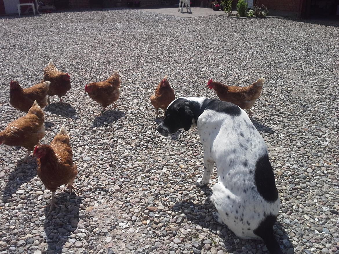 Blanding af racer Freja - IKKE RØRE!! billede 2