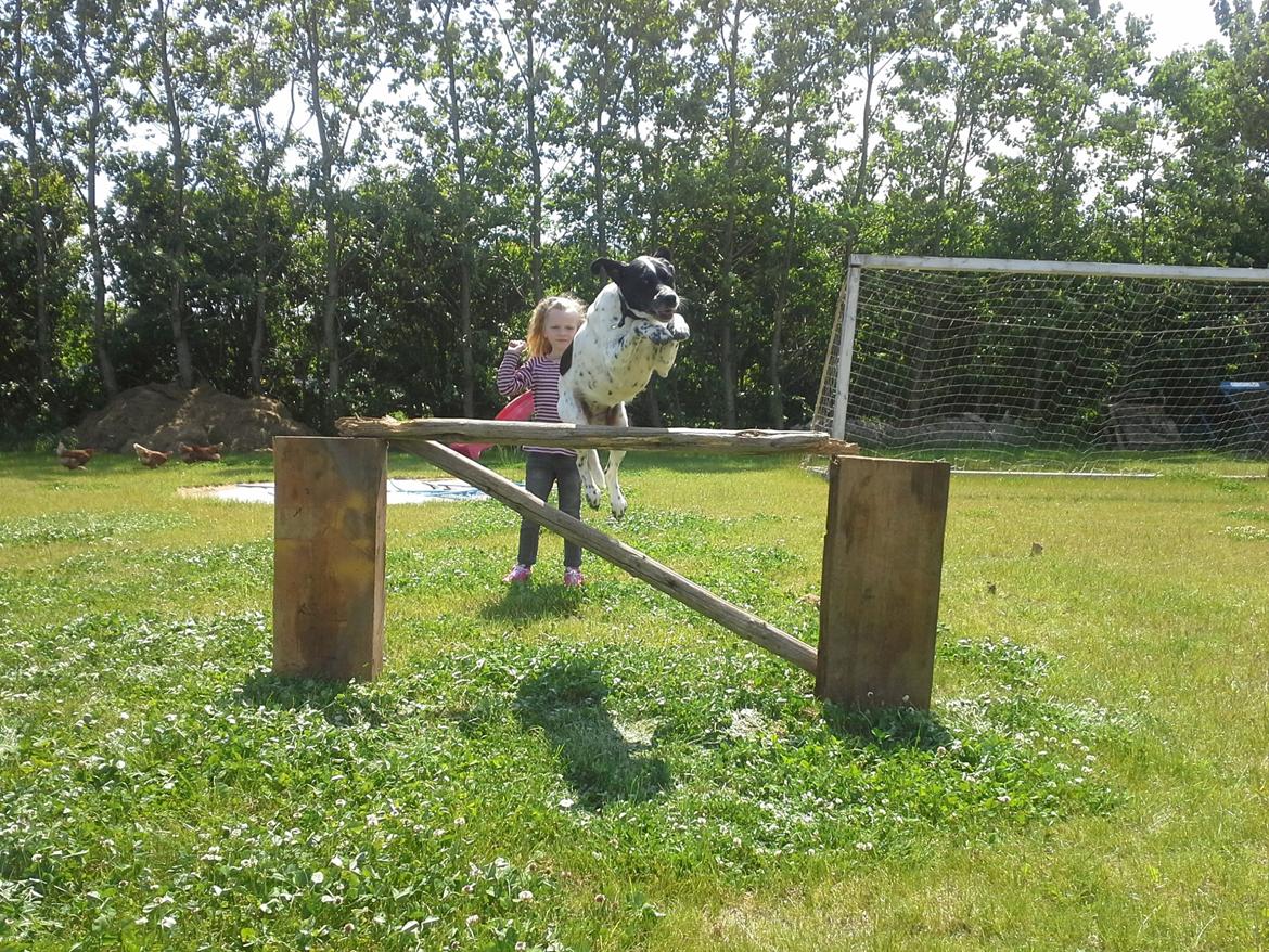 Blanding af racer Freja - Wee billede 3