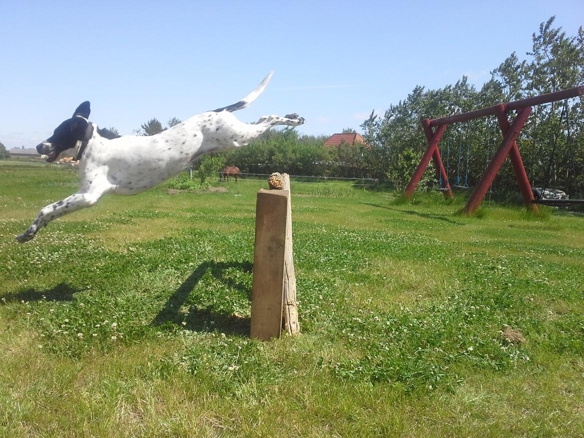 Blanding af racer Freja billede 4