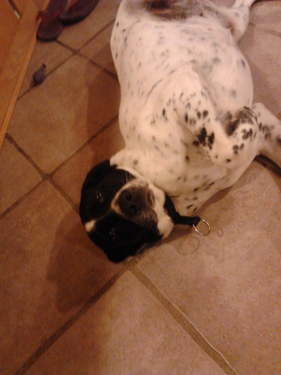 Blanding af racer Freja - Hvor er jeg nuttet billede 5