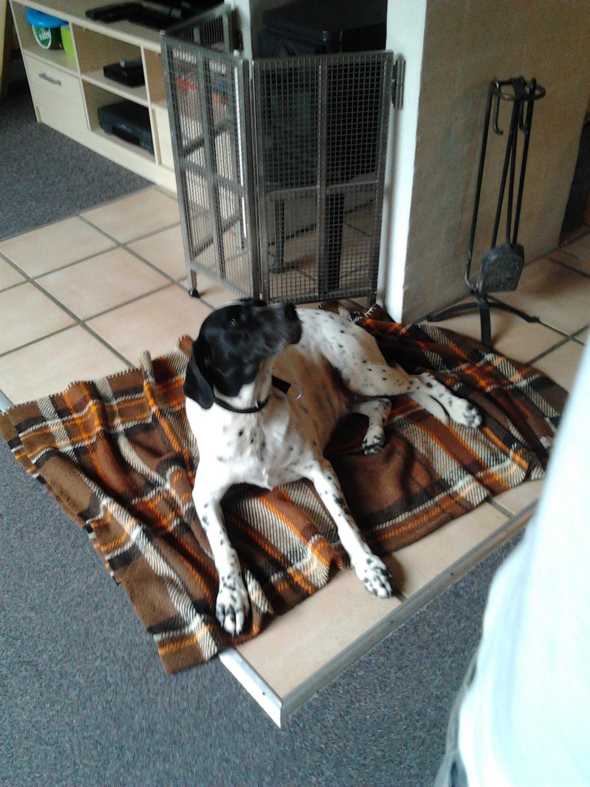 Blanding af racer Freja billede 7