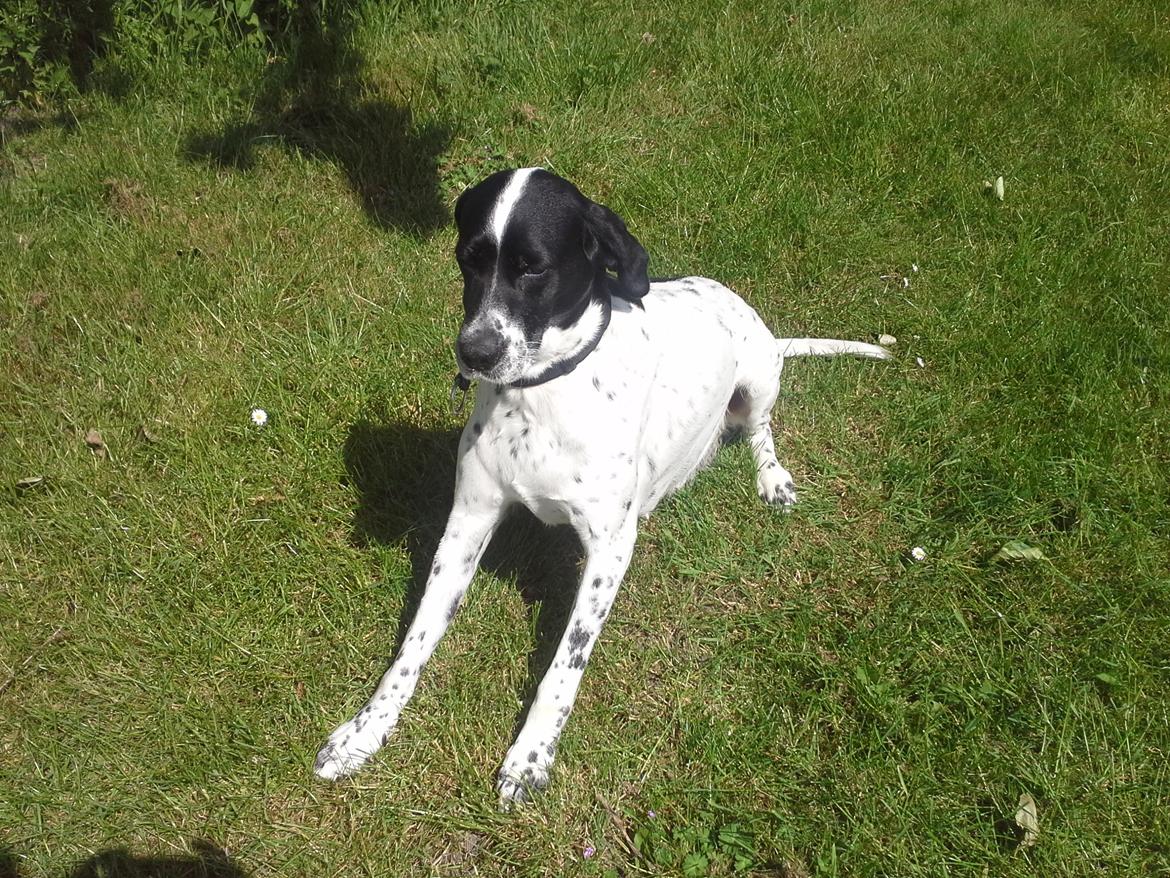 Blanding af racer Freja billede 8