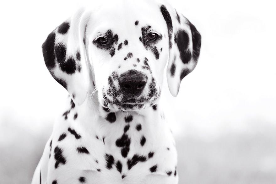 Dalmatiner Hugin (Spotdog's Everything Elegant) - Hugin 10 uger billede 34