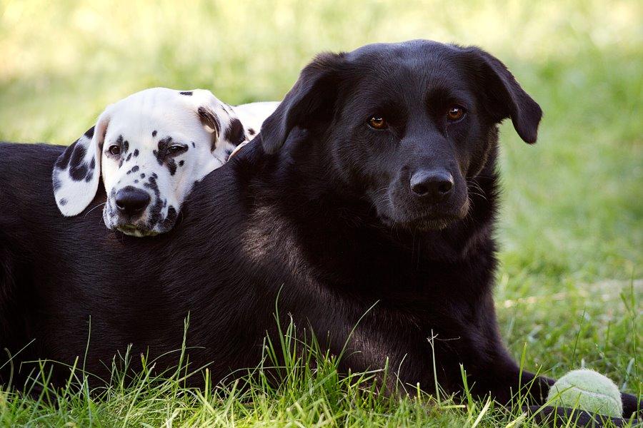 Blanding af racer Keiko billede 16