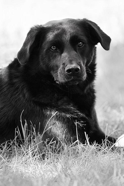 Blanding af racer Keiko billede 13