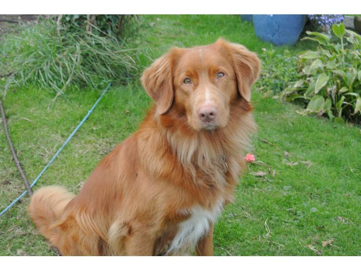 Nova scotia duck tolling retriever Bølle billede 1