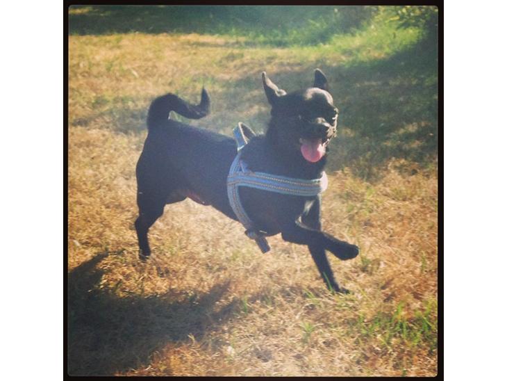 Chihuahua Gizmo billede 1