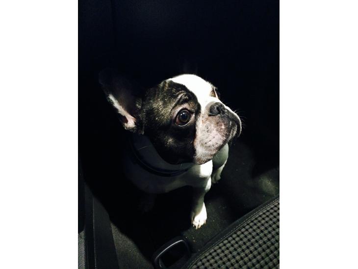 {{currentPhoto.altText}} billede {{currentPhoto.number}}